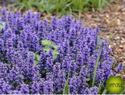 ЖИВУЧКА ПОЛЗУЧАЯ "КАТЛИН ГЛАНТ"