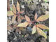 Paeonia japonica 'Ojima Touge', цена по запросу
