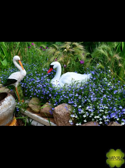 ЛОБЕЛИЯ 10 ШТ (ПЫШНОЦВЕТУЩАЯ, НЕПРИХОТЛИВАЯ)