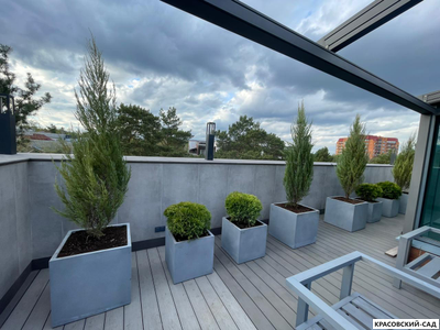 Можжевельник СкайРокет 5 метров