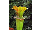 Sarracenia hybrid 14