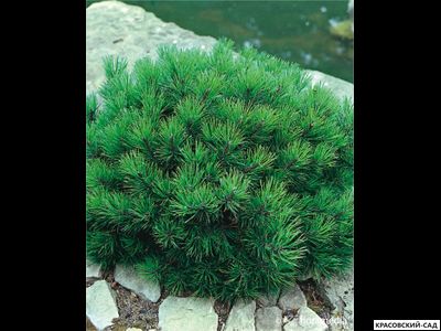 Сосна горная Гном Финдлинг - Gnom Findling