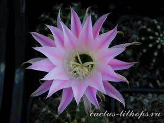 Echinopsis hybrid `Ave Maria` x Echinopsis subdenudata - 5 семян