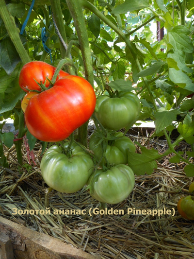 Томат Золотой ананас (Golden Pineapple)