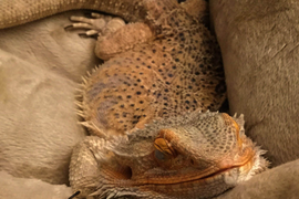 Гостиница для экзотических животных