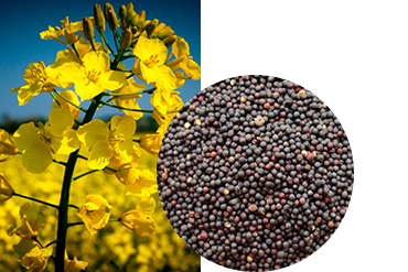 Рапс озимый