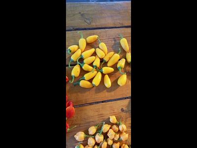 Перец острый Халапеньо желтый (Jalapeno Yellow)