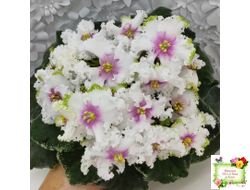 Р-Ярило Люкс (В. Зуб) 2022 г.