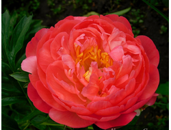 Пион Coral Charm (Корал Шарм)