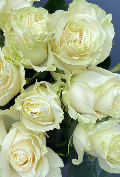 Роза Эквадор белая мондиаль 60 см. 15 шт