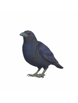 птицы Ворон Crow