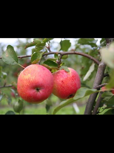 Воргулек (яблоня)