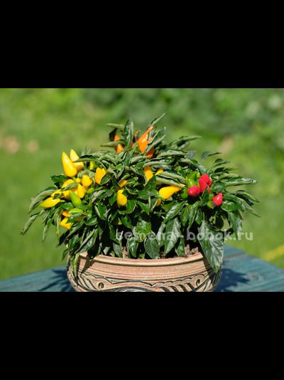 Перец острый Сальса Желтая (Salsa Yellow), 10 шт