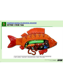 Рельефная таблица "Внутреннее строение рыбы" (формат А1, матовое ламинир.)