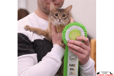 Выставка кошек с "Экспофорум", Tavrida Fleur Lunaire, участие в BEST
