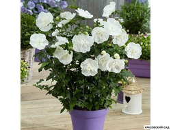 Гибискус Вайт Шифон - White Chiffon