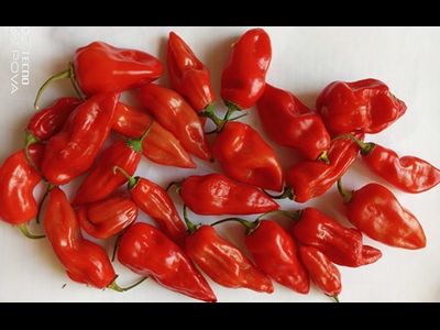 Перец острый  Naga Smooky Rainbow