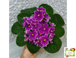 АВ-Просто Космос (Фиалковод) 2019 г.