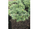 Сосна веймутова Тайни Кёрлз (Pinus strobus Tiny Curls), 1,5 л