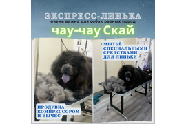 Чау-чау СКАЙ