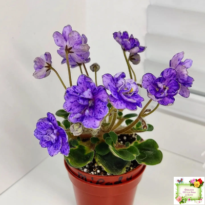 Milady (C.Russell) 01/21/1981 (гёрл-лист)