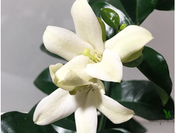 Murraya paniculata ‘Himalayan’ round leaf  / Муррайя Гималайская круглый лист
