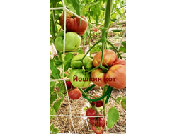 Томат Йошкин кот