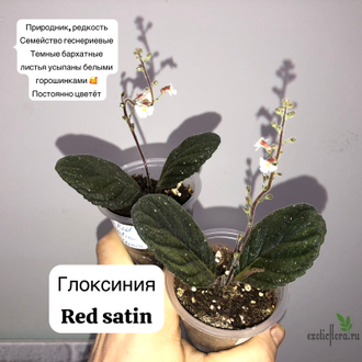 Gloxinia erinoides Red Satin / Глоксиния Ред Сатин