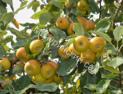 Сорбопирус, 1год, ЗКС