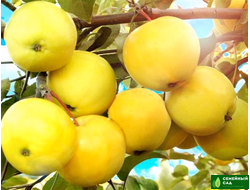 Яблоня  "Янтарь"