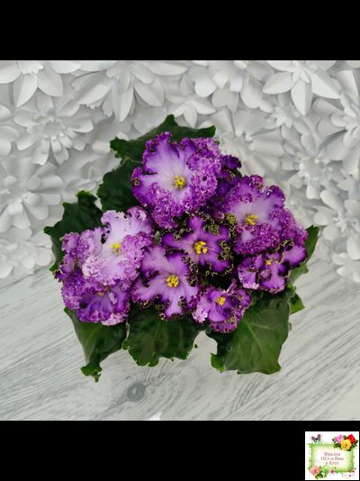 АВ-Пенная Вечеринка (Фиалковод) 2021 г.