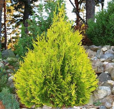 Туя западная Санкист (Thuja occidentalis Sunkist), 3,0 л