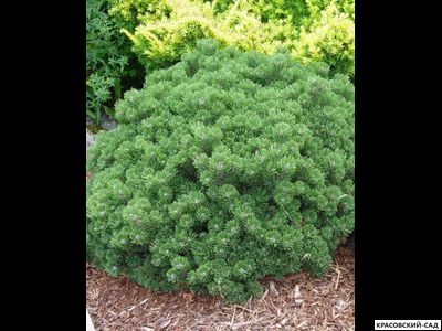 Сосна Шервуд Компакт - Sherwood Compact