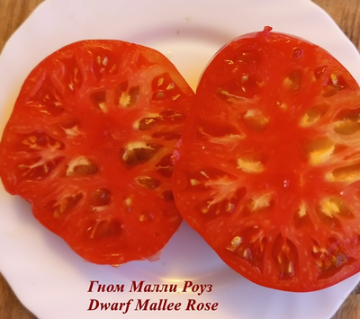 Гном Малли Роуз / Dwarf Mallee Rose