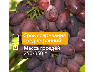 Кишмишные сорта - Кишмиш Сатурн