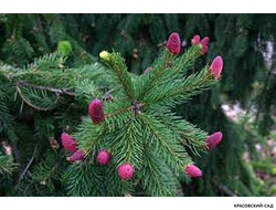 Ель обыкновенная Акрокона - Фото 2 - красовский-сад.рф