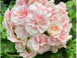 П231 Пеларгония ИВ Амурские Волны  укорененный черенок