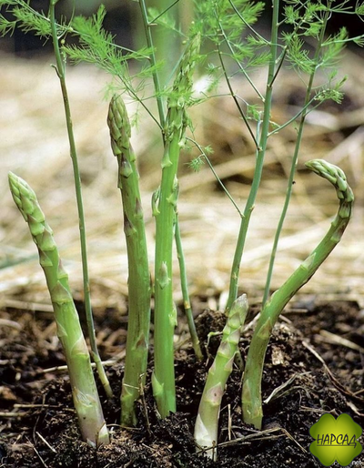 СПАРЖА (АСПАРАГУС) "ЦАРСКАЯ" (съедобная и красивая)