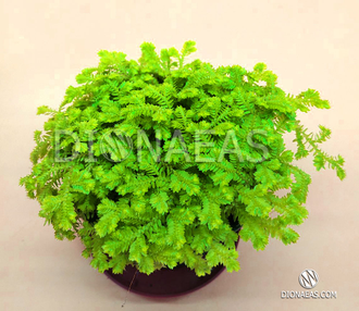 Selaginella Kraussiana Aurea