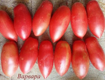 Томат Варвара