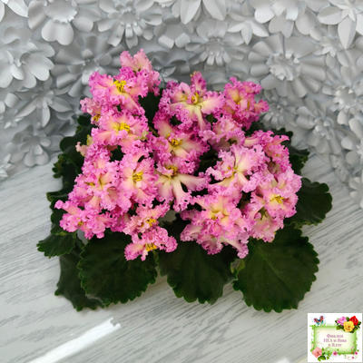 РМ-Богиня Солнца (Н. Скорнякова) 2019 г.