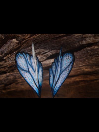 "Тайны небесных сфер", серьги с шёлковыми крылышками