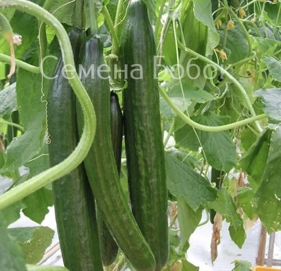 Огурец Тести Грин F1, 5 шт
