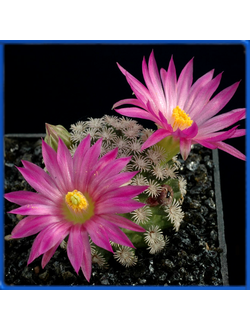 Mammillaria hernandezii