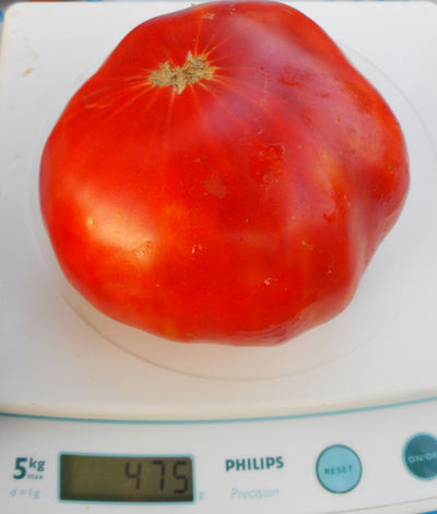 Томат Олимпийский огонь