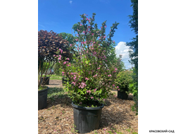 Вейгела цветущая Виктория фото в ландшафте красовский-сад.рф