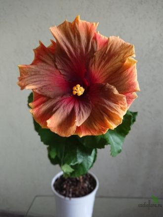 Гибискус Moorea Tevahine Tunnue