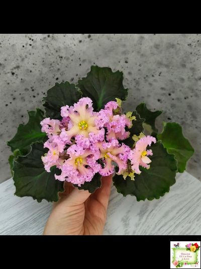 РМ-Оранжевое Лето (Н. Скорнякова) 2022 г.