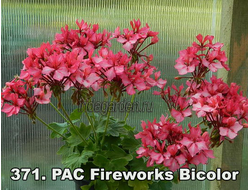 Пеларгония PAC Fireworks Bicolor