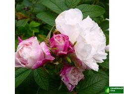 Роза "Louise Bugnet" (Луиза Багнет)